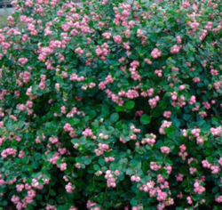 Снежноягодник розовый Мазер оф Перл 3л Н80-110 (ipm)